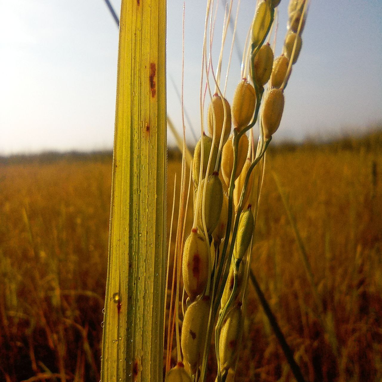 a close-up of a wheat field